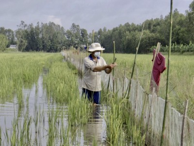 Hậu Giang: Nuôi cá ruộng mùa nước nổi, đã chả phải cho ăn mà vụ lúa sau còn đỡ tiền mua phân bón