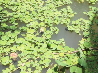 Ao nuôi ốc nhồi đặc sản của anh nông dân Đắk Lắk ai đến tham quan đều mê tít