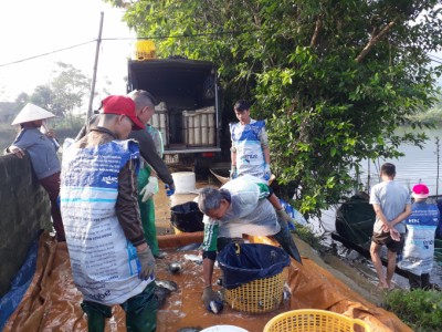 Nuôi cá truyền thống, vẫn giàu