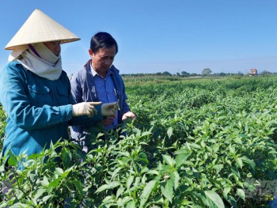 Triển khai 'cấp hộ chiếu’ cho ớt xuất khẩu