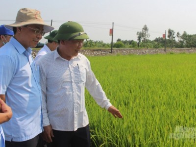 Nam Định: Phòng trừ sâu bệnh, bảo vệ lúa mùa