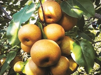 Đây là thứ quả bình dân ăn mát tận ruột gan là đặc sản của núi rừng Cao Bằng