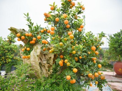 Quất bonsai vài triệu đồng một cây sẵn sàng phục vụ khách Thủ đô dịp Tết 2023