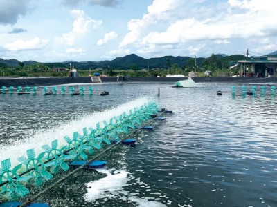 Kinh nghiệm vận hành quạt nước ao tôm