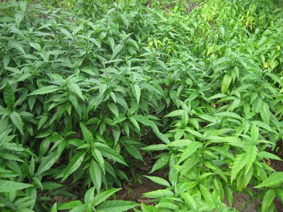 Loại rau dại trước làm hàng rào không ngờ giờ là đặc sản nức tiếng vừa ngon vừa tốt cho sức khỏe