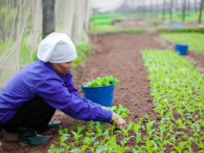 6 loại rau kiểu gì cũng có trong bữa ăn ngày Tết, lại còn tốt cho sức khỏe, dễ trồng, bán đắt hàng