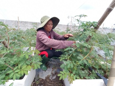 Đưa loại rau dại dưới nước lên cạn trồng, một nữ nông dân Sài Gòn hái không kịp bán