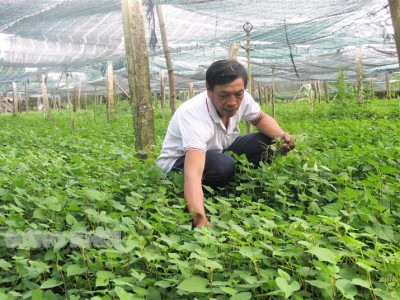 Trồng loại rau ngon nhưng không phải ai cũng ăn được, anh nông dân Bến Tre bán đắt hàng