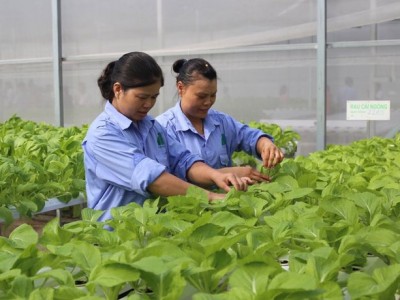 Trồng rau không cần đất, 1 HTX ở Thủ đô thu lợi đơn lợi kép