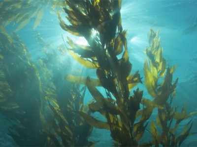 Sử dụng rong biển trong thức ăn tôm