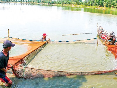 Phát huy thế mạnh sản xuất giống