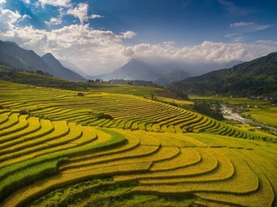 Ruộng bậc thang vào mùa lúa chín đẹp như phim đang gây 