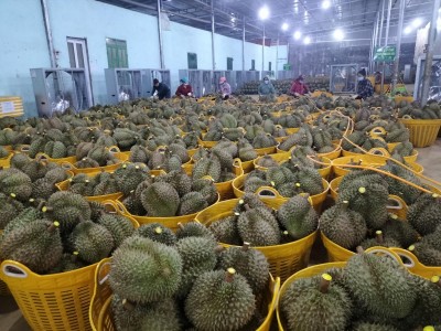 Hải quan Trung Quốc chưa có kết luận về vùng trồng sầu riêng của Việt Nam sau khi kiểm tra cấp mã số xuất khẩu