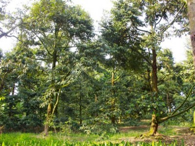 Cây sầu riêng ở Vĩnh Long nhiều người ví như cây tiền tỷ, cách chăm sóc cây sau hạn mặn thế nào?