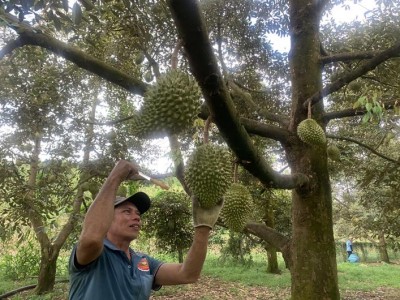 Trồng sầu riêng ở Đồng Nai, giá sầu riêng chỉ còn 50.000 đồng/kg, nhà vườn nói vẫn lãi, thương lái đua nhau gom hàng