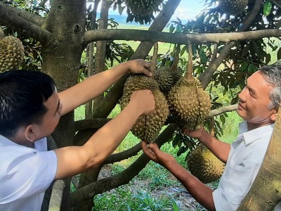 Một xã ở Kon Tum trồng tới 190ha sầu riêng, nhà nào bán trái giàu hẳn lên, dân đang mong điều này