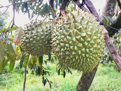 Lãi tiền tỷ khi nông dân Tiền Giang trồng sầu riêng ra trái nghịch vụ, giá tăng cao nhất năm 2022