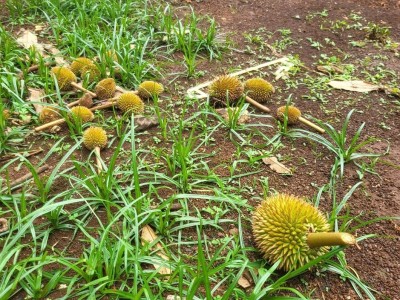 Thời tiết khắc nghiệt, sầu riêng nguy cơ mất mùa