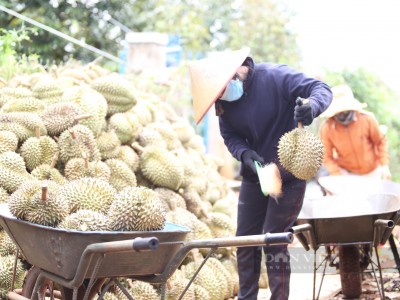 Toàn bộ sầu riêng tiêu thụ ở Trung Quốc đều phải nhập khẩu, sầu riêng Việt Nam sắp có đối thủ cạnh tranh