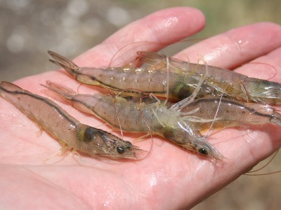 Thiếu hụt Mg2+ trong ao nuôi tôm thẻ độ mặn thấp