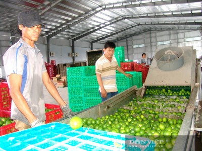 Long An: Giá chanh, thanh long lao dốc không phanh, nông dân chỉ còn hạt vàng này làm “cứu cánh”