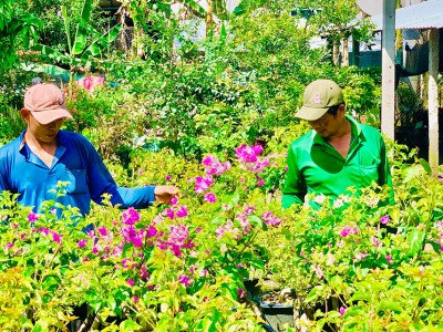 Trồng thứ cây cảnh bạt ngàn, đếm không xuể, tới kỳ bung hoa 