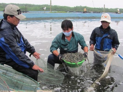 Tăng cường kiểm tra, kiểm soát giống tôm nước lợ