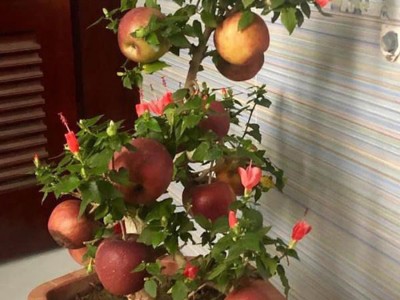Như một cú lừa ngày Tết: Sung bonsai gắn quả đầy gốc nhờ keo 502, táo bonsai lại nở ra hoa dâm bụt