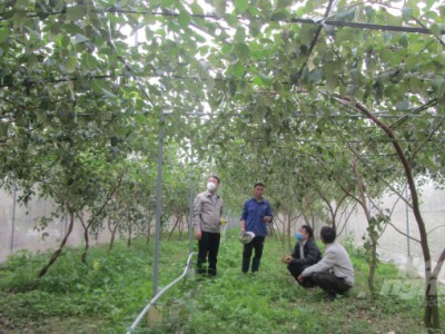 'Được mùa riêng' nhờ nuôi ong thụ phấn cho đại táo trong nhà lưới