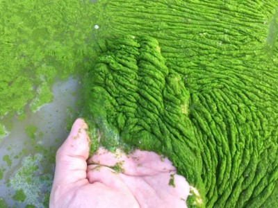 Tầm quan trọng của kiểm soát thực vật phù du trong hệ sinh thái ao nuôi thủy sản