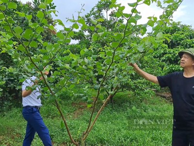 Trồng loại táo màu trắng xanh, ăn giòn ngọt, nông dân ở xã này của Thái Nguyên giàu lên trông thấy