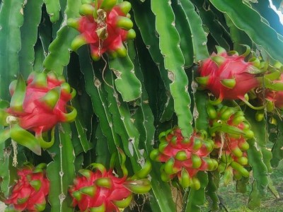 Loại quả ngon của Tiền Giang giá bán bất ngờ tăng gấp 3, cắt 5 tấn trái nông dân thu lãi 100 triệu