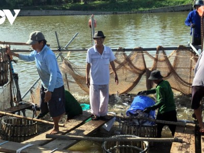 Giá nông sản sau tết, loại cá này ở Tiền Giang hút hàng, đủ cân đủ lạng xúc lên thương lái 