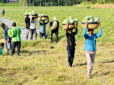 Chuyển đổi cây trồng trên đất lúa, thu nhập tăng gấp 3-5 lần