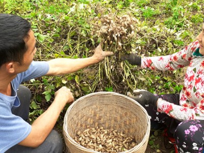 Hà Giang: Nông dân đổi đời nhờ trồng thứ cây ra quả vùi dưới đất, nhổ bật lên toàn củ là củ