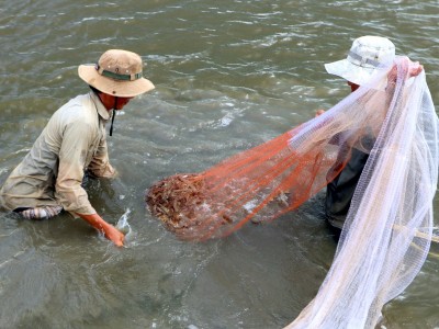 Nuôi tôm quảng canh ở Cà Mau, mỗi con nước xổ tôm bán nông dân cứ như đánh rơi tiền