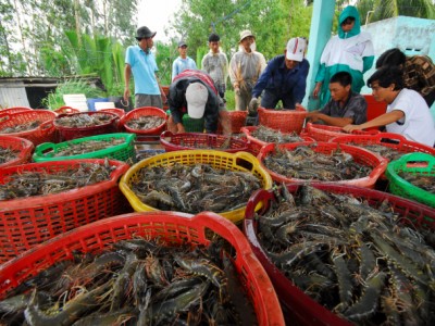 Ứng dụng công nghệ số để bứt phá trong nuôi tôm nước lợ