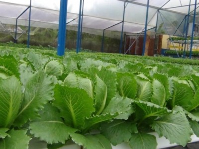 Thử nghiệm trồng giống xà lách Mỹ có vị ngọt đậm, giòn