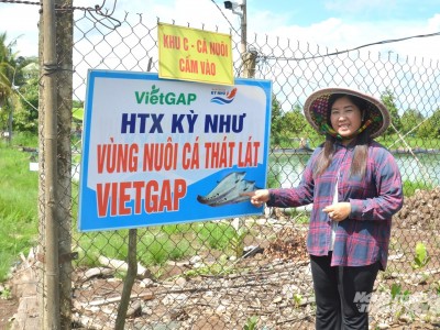 Đưa con cá thát lát thành thương hiệu thủy sản vùng ĐBSCL