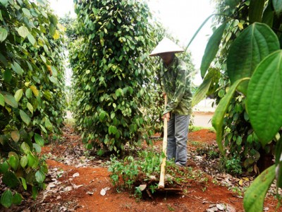 Đắk Nông: Tiêu đã mất mùa còn mất giá, nông dân khó chồng khó