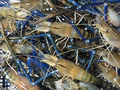 Hiệu quả từ mô hình nuôi tôm càng xanh trên đất lúa