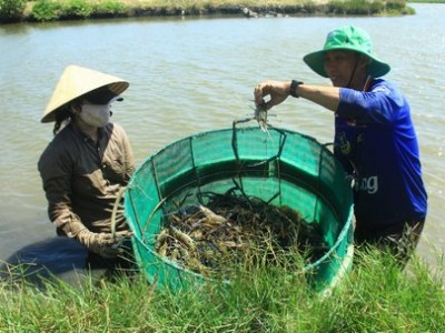 Loài cá ngon vậy mà hồi xưa ở nơi này của Trà Vinh dân 