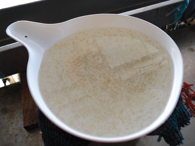 Vị thế tôm giống Ninh Thuận