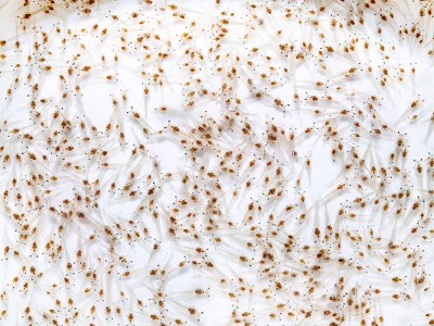 Chìa khóa lựa chọn tôm giống