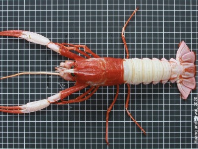 Giống tôm hùm độc lạ xuất hiện ở Đài Loan