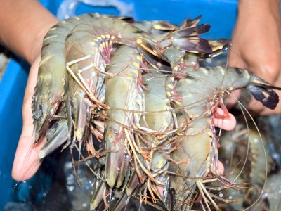 Vô rừng ngập mặn ở Cà Mau nuôi tôm sú, dân bắt toàn con to bự thế này đây, bảo sao người ta ham mua