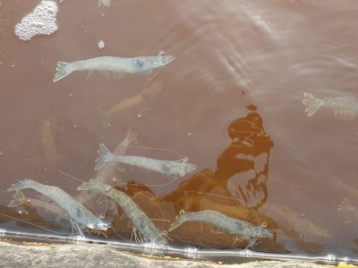 Nguyên nhân dẫn đến bùng nổ tảo giáp