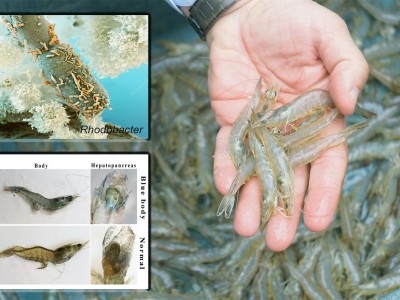 Liên hệ chặt chẽ giữa vi sinh vật đường ruột và bệnh xanh thân