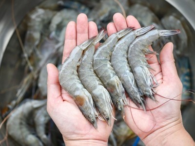 Phòng ngừa và xử lý bệnh mềm vỏ ở tôm nuôi