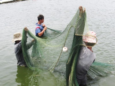 Dịch bệnh uy hiếp tôm nuôi trên diện rộng